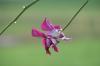 Fragility
