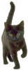 black kitten