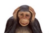 Chimp