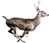 Running Deer