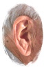 ear