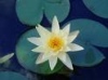 Lilly