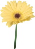 Single Flower