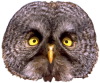 owl
